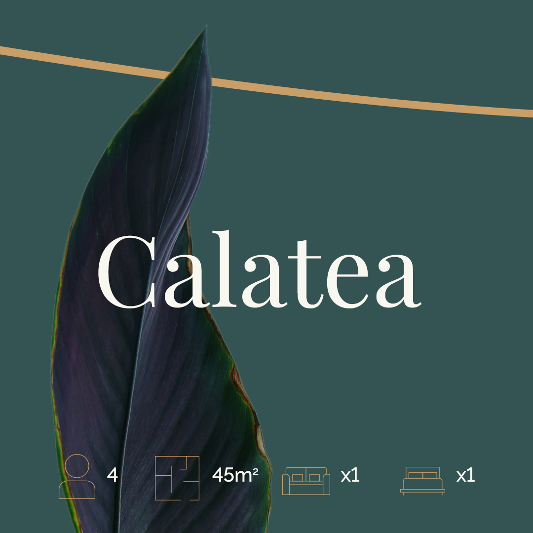 Calatea
