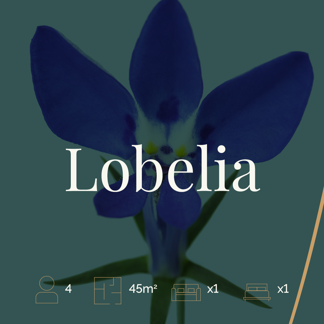 Lobelia